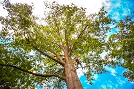 Reliable Ardmore, PA Tree Services Solutions