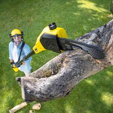 Best Tree Maintenance Programs  in Ardmore, PA